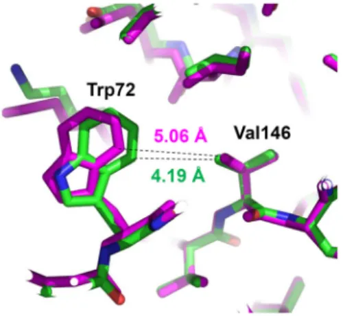 Fig.  4.  Movement  of  a  remote  tryptophan.  The  region  of  the  tryptophan  movement  is  shown  with  superposition   be-tween  structures  of  the  L75A  mutant  (green)  and  the  wild  type  (magenta)