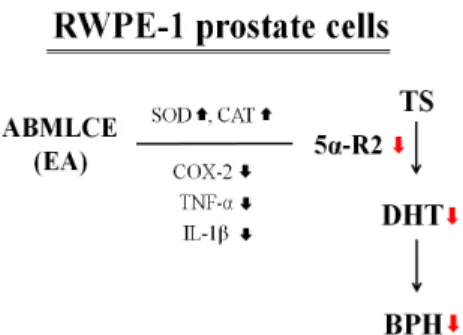 Fig.  5.  Proposed  mechanisms  of  BPH  suppression  by  ABMLCE  containing  EA.