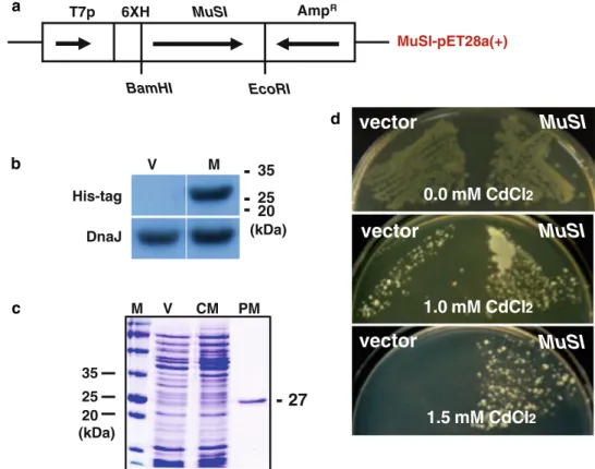 Fig. 1 Construction of MuSI expression vector and expression in E. coli B21 cells. a Schematic diagram of the MuSI expression vector