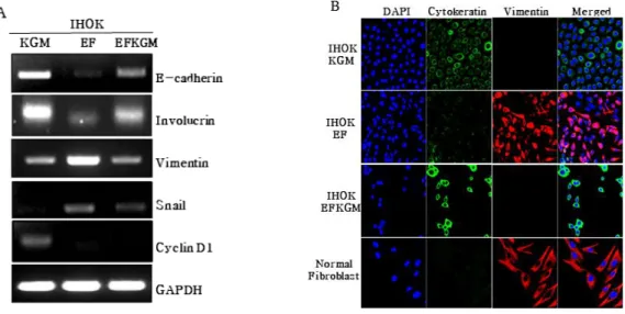 Fig. 3은 IHOK-KGM에 비교하여 IHOK-EF나 IHOK-EFKGM에서 과발현되거나 저발현된 유전자 중 2 배 이상 변화된 유전자에 대한 계층군집을 나타낸다