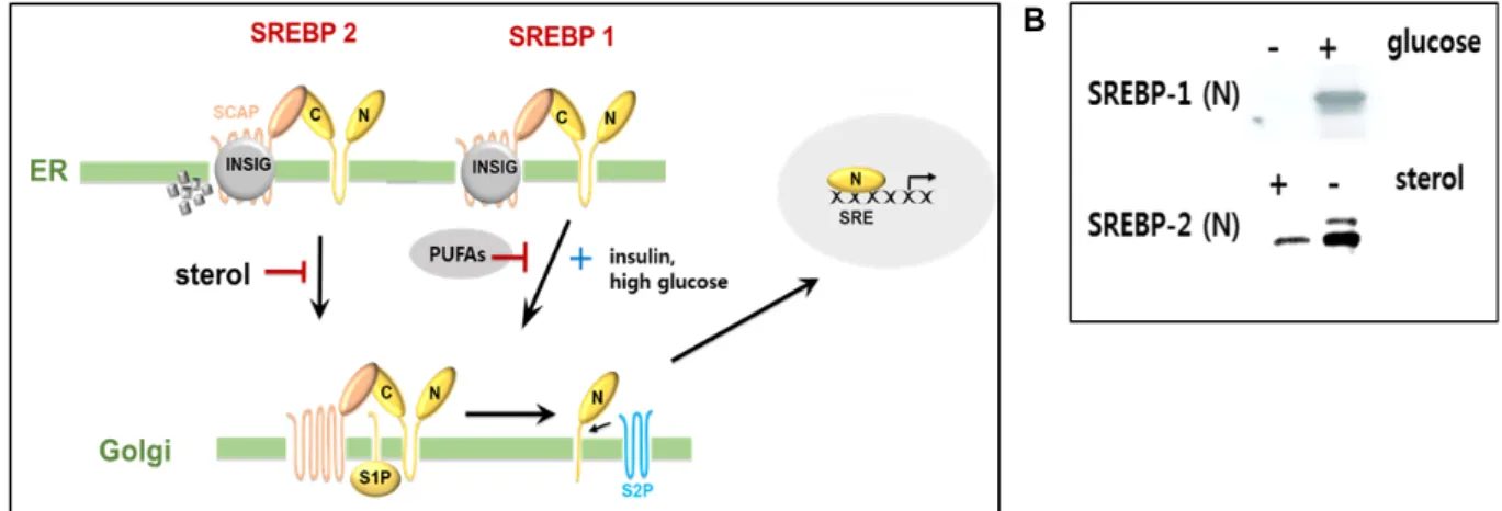 Fig.  1.  The  sterol  regulatory  element-binding  protein  pathway.  (A)  In  the  presence  of  sterol  the  sterol,  SREBP2–SCAP  complex  is  retained  in  the  endoplasmic  reticulum  together  with  insulin-induced  gene  proteins  (INSIGs)