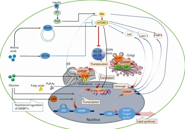 Fig.  2.  Nutritional  and  growth  signaling  to  sterol  regulatory  element-binding  proteins