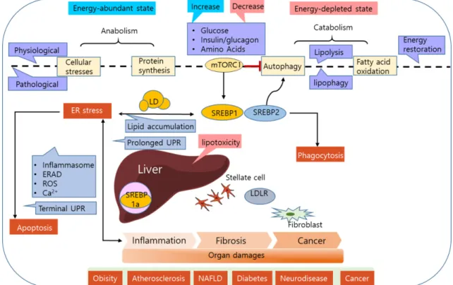Fig.  3.  Lipotoxicity  mediated  by  sterol  regulatory  element-binding  proteins.  Energy  state-dependent  regulation  of  SREBP1  activity  is  at  least  partially  attributed  to  mechanistic  target  of  rapamycin  (mTOR),  whereas  SREBP2  is  par