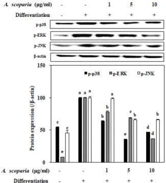 Fig.  4.  Effect  of  A.  scoparia  crude  extract  on  the  protein  levels  of  the  phosphorylated  (p-)  MAPK  pathway  proteins  p38,  ERK  and  JNK  analyzed  by  Western  blotting