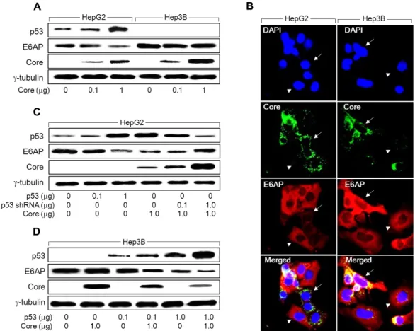 Fig.  1.  HCV  core  protein  downregulates  E6AP  levels  via  activation  of  p53.  (A)  HepG2  and  Hep3B  cells  were  transiently  transfected  with  increasing  amounts  of  HCV  core  expression  plasmid,  followed  by  Western  blotting