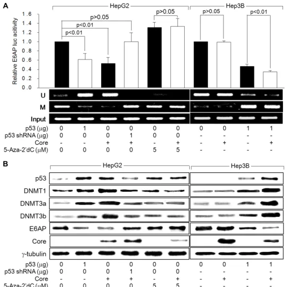 Fig.  3.  HCV  core  protein  activates  p53  to  inhibit  E6AP  expression  via  DNA  methylation