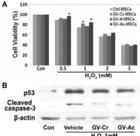Fig.  1.  Protective  effects  of  G.  vermiculophylla  extracts  against  oxi- oxi-dative  stress  in  hBM-MSCs
