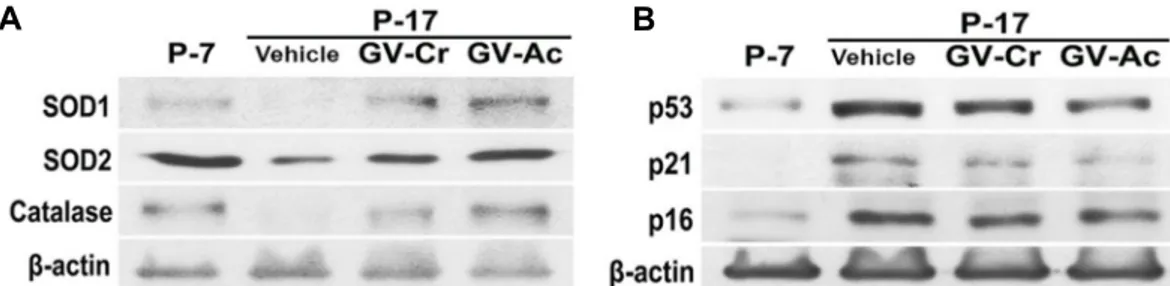 Fig.  4.  GV-Ex  restores  differentiation  potential  in  replicative  sen- sen-escence  hBM-MSCs
