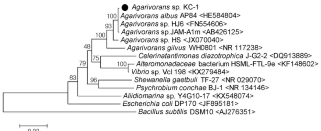Fig.  1.  Neighbor-Joining  Phylogenetic  tree  based  on  almost  complete  16S  rDNA  sequence  comparing  isolated  Agarivorans  sp