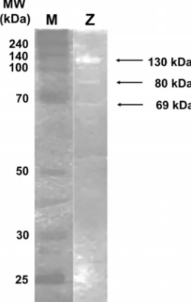 Fig.  6.  Zymogram  and  SDS-PAGE  analysis  of  agarase.  The  mo- mo-lecular  weight  of  the  enzyme  is  estimated  130,  80  and  69  kDa
