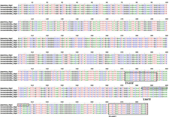 Fig.  1.  Nucleotide  alignment  and  information  designed  from  COI  gene  of  Trachurus  japonica  and  Trachurus  novaezelandiae  for  detection  of  species