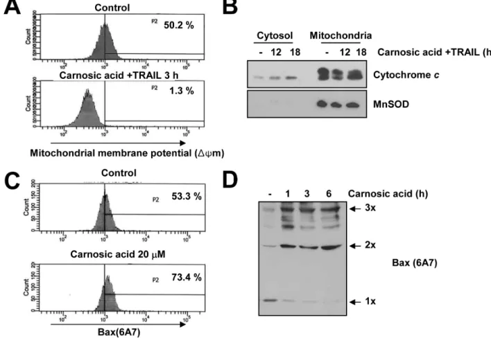Figure 2: Effect of carnosic acid on mitochondria membrane potential.  (A) Caki cells were treated with 20 μM carnosic  acid plus 50 ng/ml TRAIL for 3 h