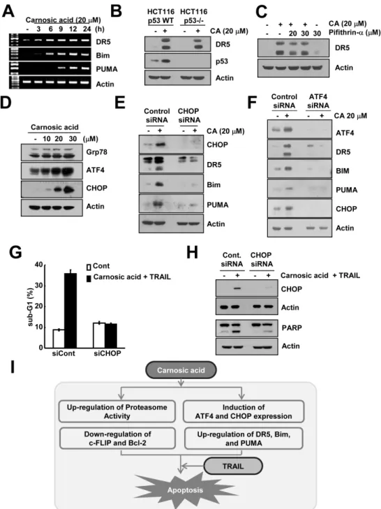 Figure 5: Carnosic acid induced ATF4 and CHOP-mediated DR5, Bim, and PUMA expression.  (A) Caki cells were treated  with 20 μM carnosic acid for the indicated time periods
