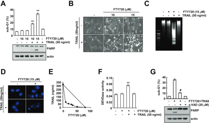 Figure 1: FTY720 sensitizes Caki cells to TRAIL-mediated apoptosis.  (A) Caki cells were treated with 50 ng/ml TRAIL in  the presence or absence of the indicated concentrations of FTY720 for 24 h