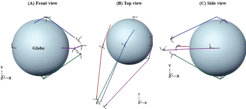 Fig 2. Construction of a 3D eye model with extraocular muscles and the pulley system. An eyeball was constructed as a homogenous sphere with a 12-mm radius