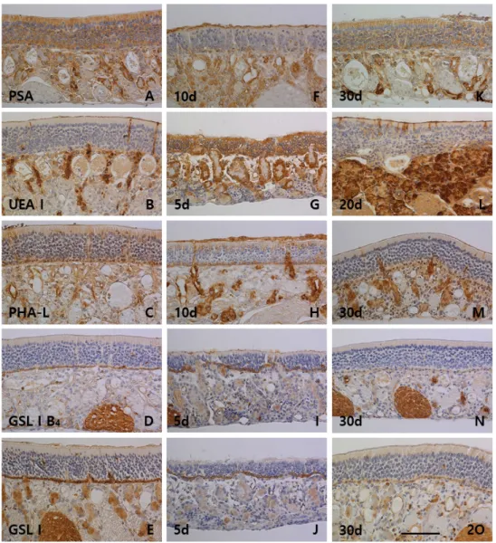 Fig.  2.  Lectin  histochemistry  of  the  olfactory  mucosa  in  control  (A-E)  and  xylene  inhalated  groups  (F-O)