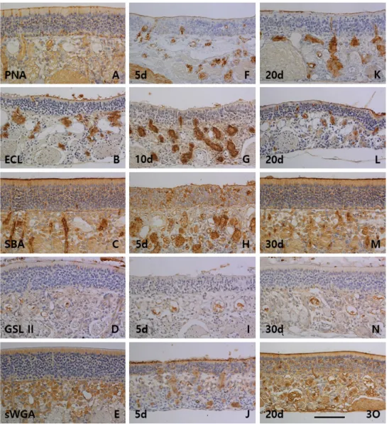 Fig.  3.  Lectin  histochemistry  of  the  olfactory  mucosa  in  control  (A-E)  and  xylene  inhalated  groups  (F-O)