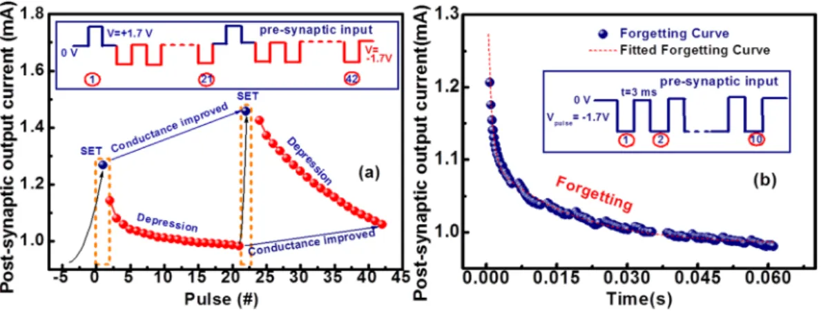 Figure  8(b)  shows the forgetting characteristics with the pre-synaptic input pulses