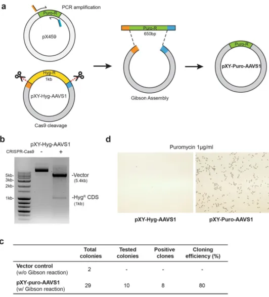 Figure 1.  Replacement of antibiotic resistance gene. (a) Cloning scheme for exchanging antibiotic resistance 