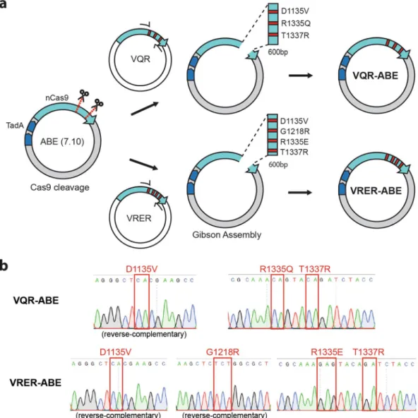 Figure 2.  Construction of VQR-ABE and VRER-ABE. (a) The WT ABE (7.10) plasmid was prepared as a 