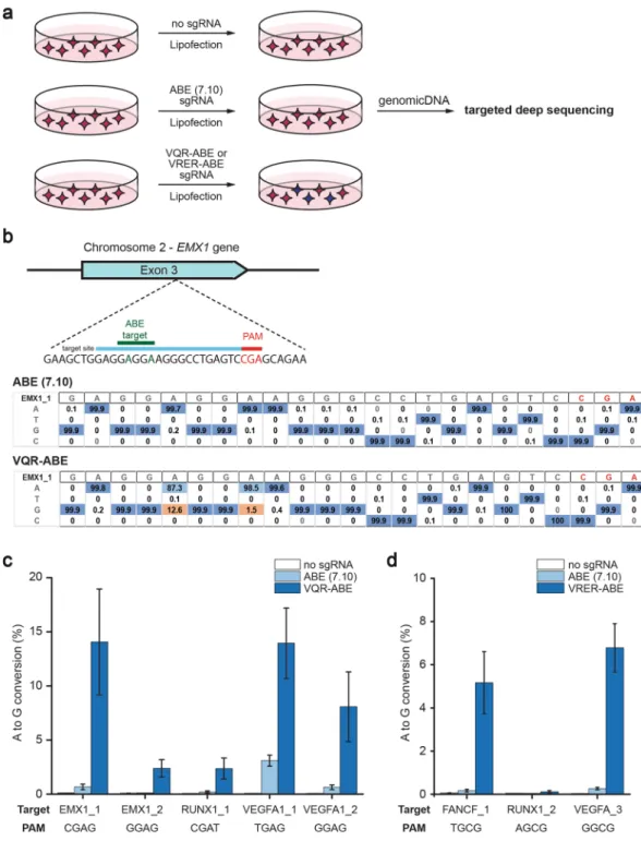 Figure 3.  Activity of VQR-ABE and VRER-ABE in vivo. (a) Human HEK293T cells were transfected with three 
