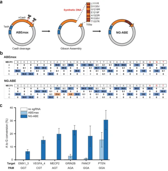 Figure 4.  Construction of NG-ABE and its activity test in HEK293T cells. (a) The WT ABEmax plasmid was 