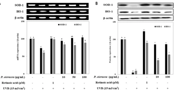 Fig.  4.  Effect  of  P.  oleracea  L.  extracts  on  antioxidant  enzyme  expression  in  HaCaT  cells  exposed  to  15  mJ/cm 2   of  UVB
