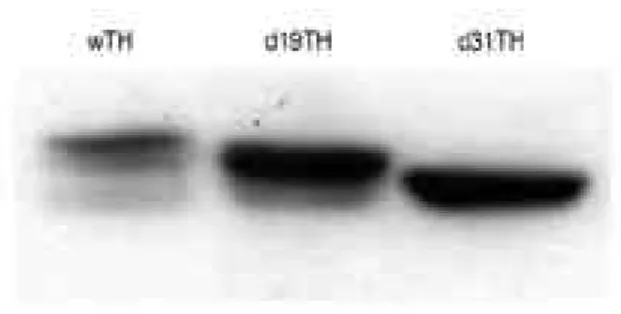 Figure 2. The effect of deletion on the stability of TH protein.