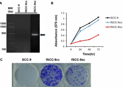 Fig.  4.  Expression  of  the  fat-1  gene  inhibits  the  cell  proliferation  in  SSC-9  cells