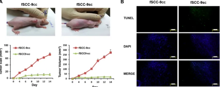 Fig.  5.  Tumorigenicity  of  fSCC-9sc  in  nude  mice.  Nude  mice  were  implanted  with  fSCC-9sc  cells