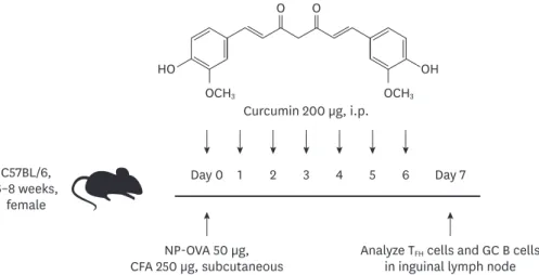 Figure 1.  Experimental scheme of NP-OVA immunization and curcumin administration. Six to eight-week-old  female C57BL/6 mice were immunized with NP-OVA in complete adjuvant, and 200 µg of curcumin was i.p