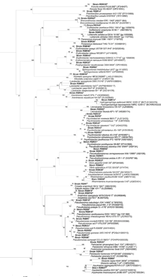 Fig.  1.  Phylogenetic  tree  based  on  comparison  of  the  16S  rRNA  gene  sequences  of  bacteria  isolated  from  Certonardoa  semiregularis  and  some  other  related  taxa