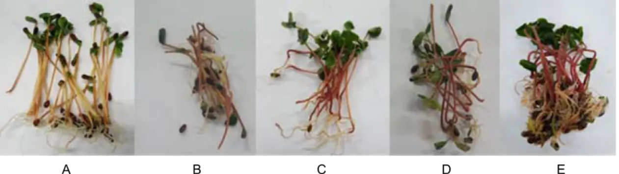 Fig.  3.  The  sprouts  of  tartary  buckwheat  grown  at  different  light  strength  (A,  2,000  Lux ;  B,  6,000  Lux ;  C,  10,000  Lux ;  D,  14,000  Lux ;  E,  18,000  Lux )