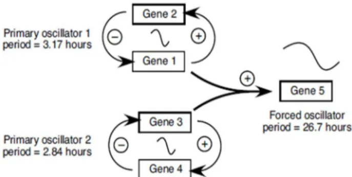 Fig.  1.  A  model  for  generating  long-period  oscillator  by  cou- cou-pling  of  ultradian  oscillator  From  [29]
