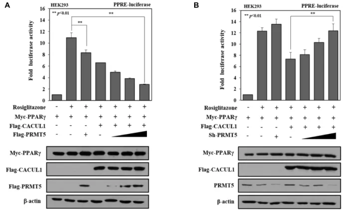 Fig.  2.  PRMT5  cooperates  with  CACUL1  for  repressing  PPARγ-mediated  transcriptional  activity