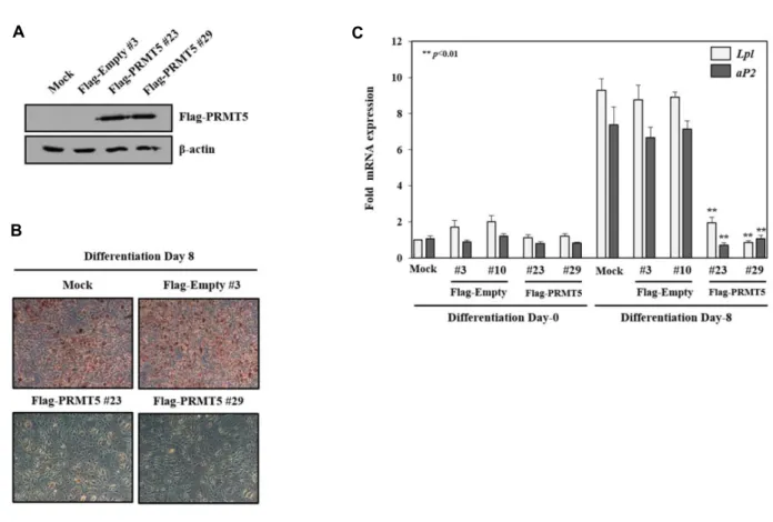 Fig.  3.  PRMT5  suppresses  PPARγ-mediated  adipogenesis  in  3T3-L1  cells.  (A)  WB  analysis  of  Flag-PRMT5  stably  expressed  in  3T3-L1  cells