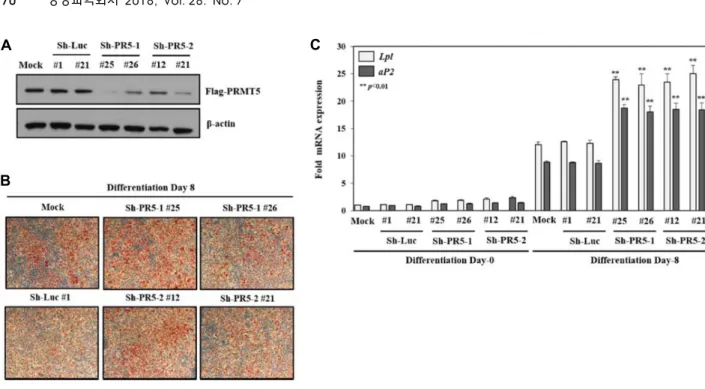 Fig.  4.  Knockdown  of  PRMT5  enhances  PPARγ-mediated  adipogenesis  in  3T3-L1  cells