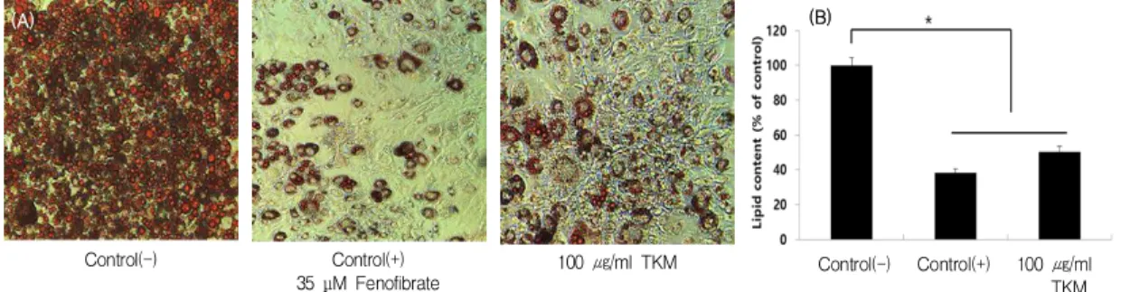 Fig.  2.  Effect  of  TKM  (Trichosanthes  kirilowii  Maxim.  root)  ethanol  extract  on  Oil  Red  O  staining  and  triglyceride  contents  in  differentiated  3T3-L1  adipocytes