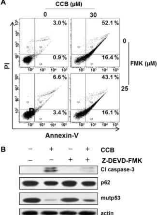 Fig.  4.  Acceleration  of  autophagic  mutp53  degradation  and  acti- acti-vation  of  caspase-3  activity  of  MDR  cells  treated  with  17-AAG  by  CCB