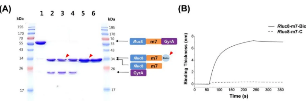 Figure 1. (A) SDS-PAGE analysis of intein splicing of Rluc8-m7-GyrA: control protein (Rluc8-m7-GyrA, lane1), protein + MESA (lane 2), protein + MESA + CK-biotin (lane3), protein + MESA + L-cysteine (lane 4), purified protein of lane 3 (lane 5), and purifie