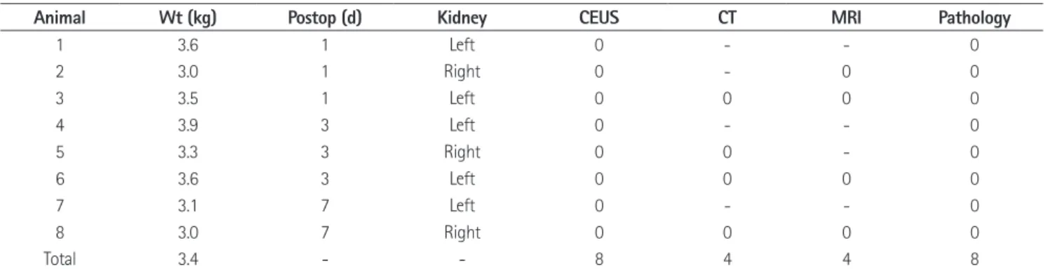 Fig. 1. Acute pyelonephritis involving the left kidney of a rabbit on the first post-inoculation day.