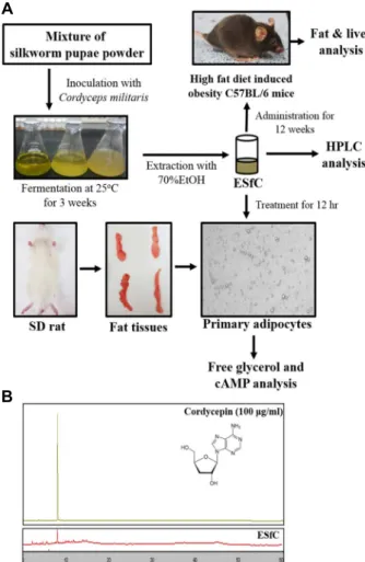 Fig.  2.  Analysis  of  adipocyte  size,  free  glycerol  release  and  cAMP  concetration