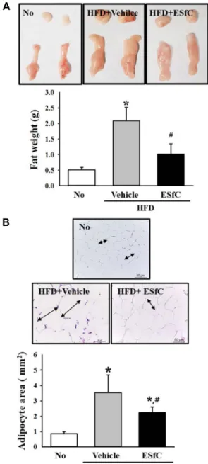 Fig.  3.  Weight  and  histological  structure  of  abdominal  fat.  (A)  Weight  of  fat  collected  from  abdominal  region  were  measured  using  electrical  balance