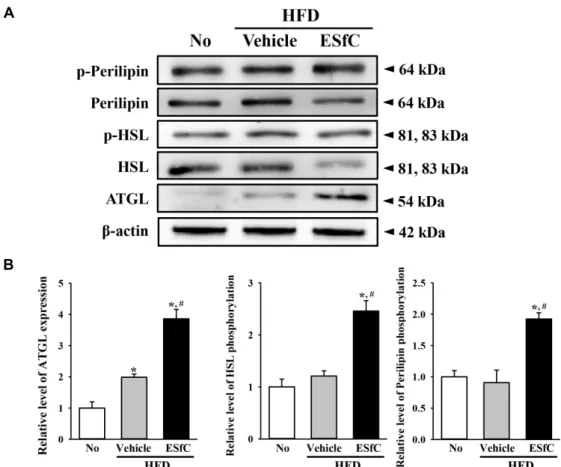 Fig.  5.  Expression  level  of  proteins  related  with  lipolysis.  Changes  in  the  expression  level  of  p-perilipin,  perilipin,  p-HSL,  HSL,  ATGL  and  β-actin  were  examined  in  the  liver  tissue  using  a  specific  antibody
