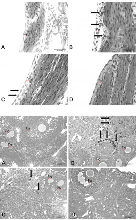 Fig.  2.  Micrographs  of  out  serosa  layer  (peri- (peri-metrium)  of  the  uterus  from  control  (A)  and  mercury  (B)  compound  treated  groups  of  10  days  post  treatment