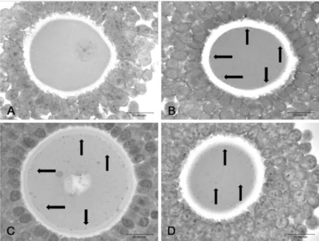 Fig.  4.  High  magnification  micrographs  of  ov- ov-um  from  control  (A)  and  mercury  (B)  compound  treated  groups  of  10  days  post  treatment