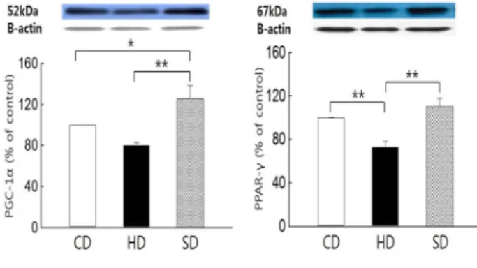 Fig.  4.  Difference  of  PGC-1α  and  PPAR-γ  protein  expression  in  skeletal  muscle