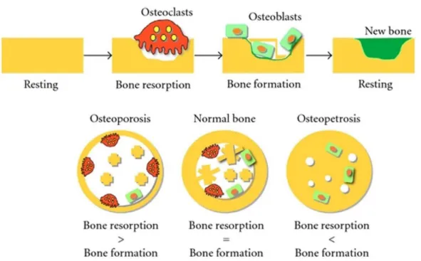Fig.  1.    The  schematic  outlines  of  the  bone  remodeling  cycle  and  the  balances  of  bone  resorption  and  bone  formation.