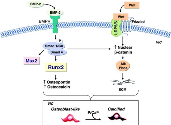 Fig.  2.  Runx2  and  Wnt/β-catenin  pathway  for  bone  remodeling  regulation. 기간에서보다  높은  함량을  나타내며,  fibronectin과   osteo-nectin은 성숙기 및 석회화 기간에서 초기 증식단계보다 높은  발현을 나타낸다는 보고가 있다[13]