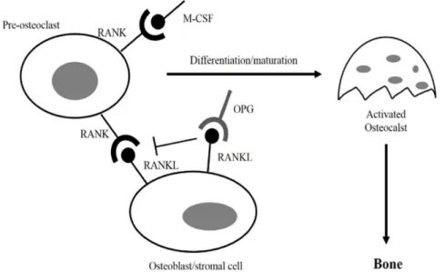 Fig.  3.  Molecular  mechanism  of  osteoclast  differentiation  and  activation   in-volving  the  RANKL/RANK/OPG  system.추출물[82],  복분자 추출물[45],  머위 및 여주 추출물[32],  톳 분획물[58]  등이 있으며,  조골세포의 증식단계,  골 형성 및 성숙단계 및 석회화(무기질화)의 최종 단계에 이르기까지 식물성 유래 물질에 의해 분화가 촉진